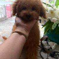 Barboncini nani albicocca