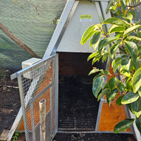 Pollaio con porta automatica