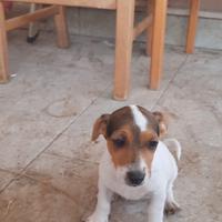 Cucciola jack Russell