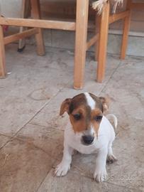 Cucciola jack Russell
