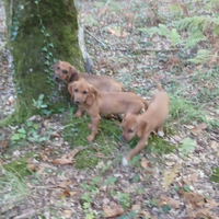 Segugio dell' Appennino