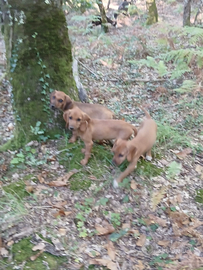 Segugio dell' Appennino