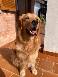 Maschio golden retriever