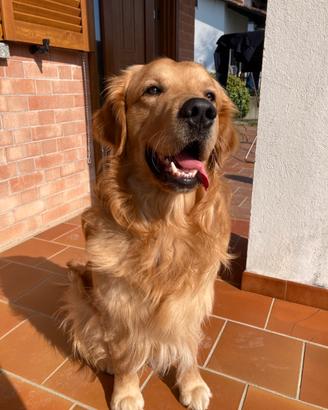 Maschio golden retriever