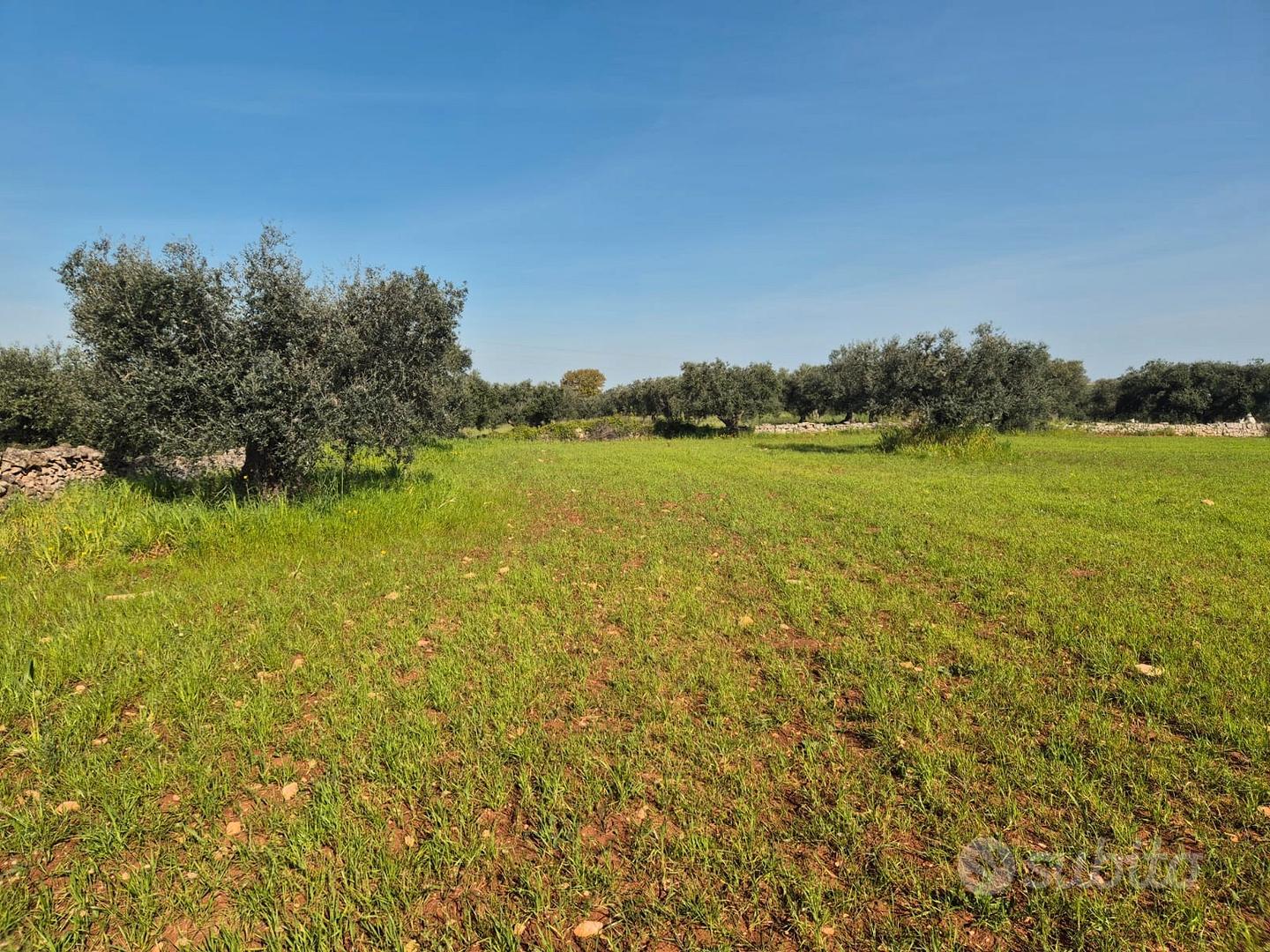 Trullo da ristrutturare con terreno di 7.880 mq - Vista 3