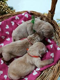 Cucciole Golden Retriever linea americana