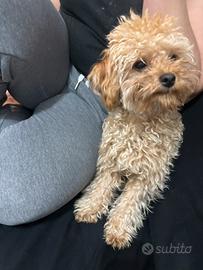Disponibile per monta