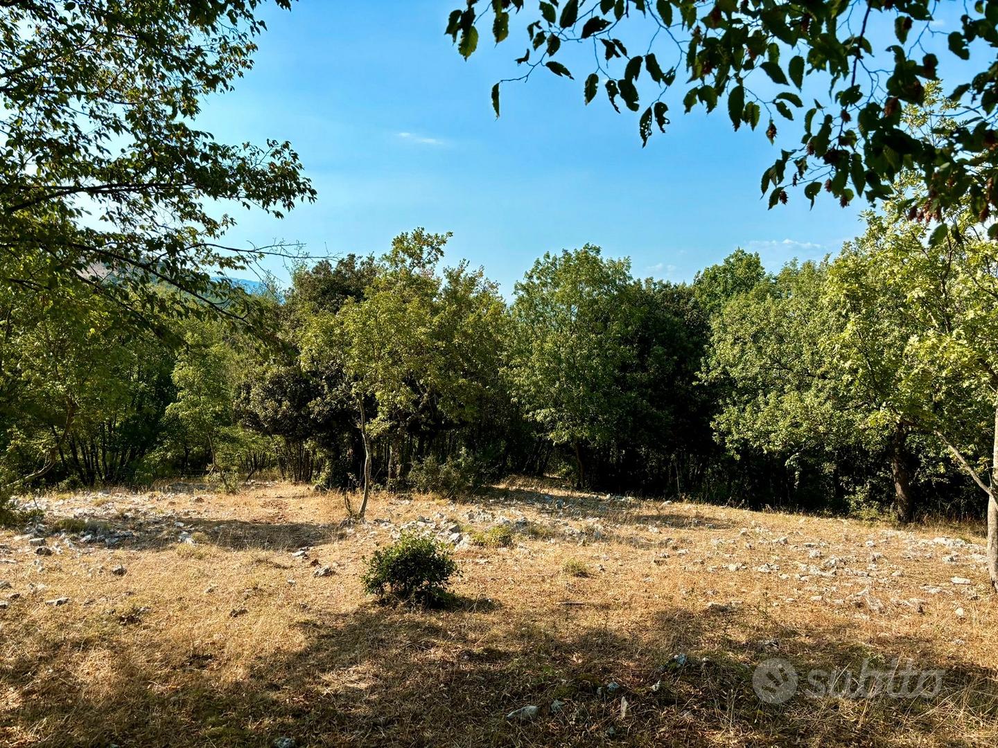 Terreno e Legna a Villa Santo Stefano (FR) - View 3