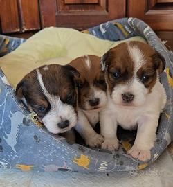 Jack Russell Terrier pedigree ENCI - broken/ruvidi