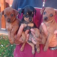 Pinscher femmine