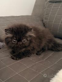 Persiano nero