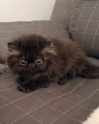 Persiano nero
