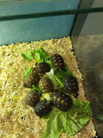 Tartarughe Carbonarie