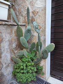 Grande pianta di fico d'india