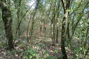 Bosco a Amelia