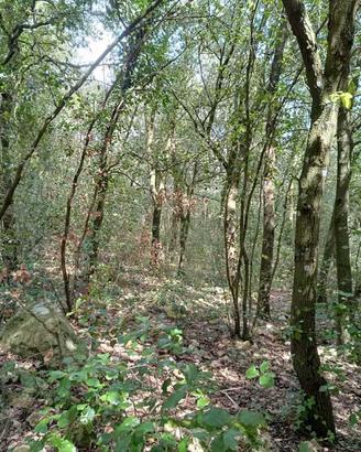 Bosco a Amelia