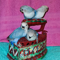 Inseparabili :Allevati a mano