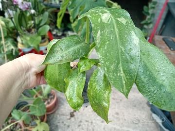 pianta di filodendron Jose buono variegat