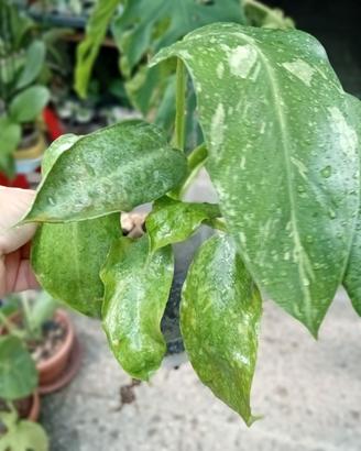 pianta di filodendron Jose buono variegat