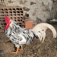 Galline livornesi bianche e Exchequer