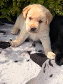 Labrador pedigree