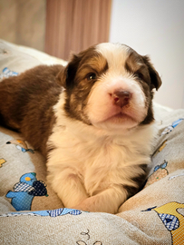 Cuccioli maschi pastore australiano con pedigree