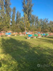 Arnie complete di famiglie