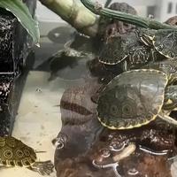 Tartarughine d'acqua