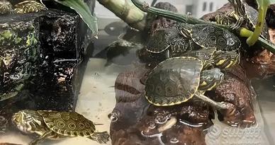 Tartarughine d'acqua