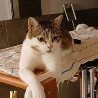 Gatto molto affettuoso