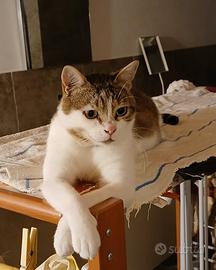 Gatto molto affettuoso