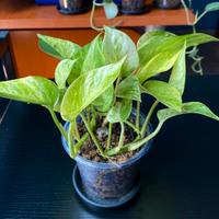 Pothos - Epipremnum Marble Queen