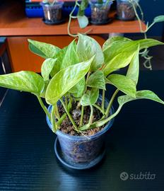 Pothos - Epipremnum Marble Queen