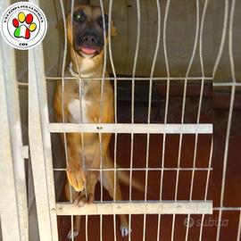 ARIA giovanissima e splendida mix di Malinois