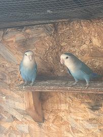 Coppia di inseparabili