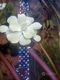 piante acquario 