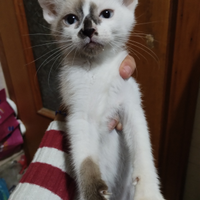 Gattini affettuosi di 5 e 2 mesi