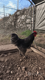 Gallo Langshan Croad