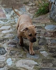 Femmine Pitbull terrier