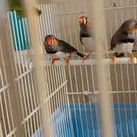 Diamanti mandarini giovanissimi