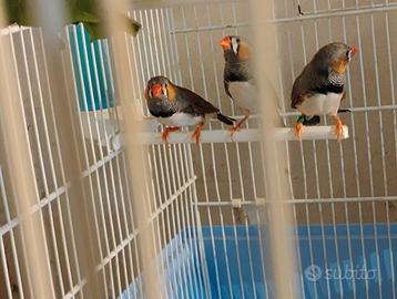 Diamanti mandarini giovanissimi