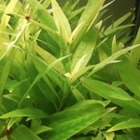 Pianta acquario per guppy o altri poecilidi