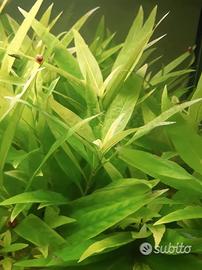 Pianta acquario per guppy o altri poecilidi