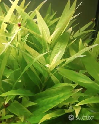Pianta acquario per guppy o altri poecilidi