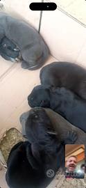 Cuccioli di cane corso