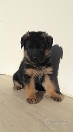 Cucciolo pastore tedesco