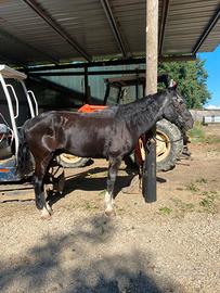 Cavallo Black vaquero argentino