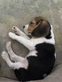 beagle
