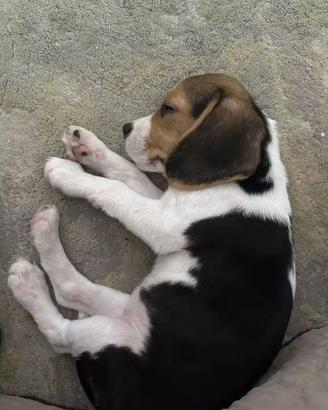 beagle