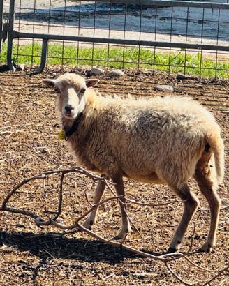 Pecore Ouessant con pedigree italiano